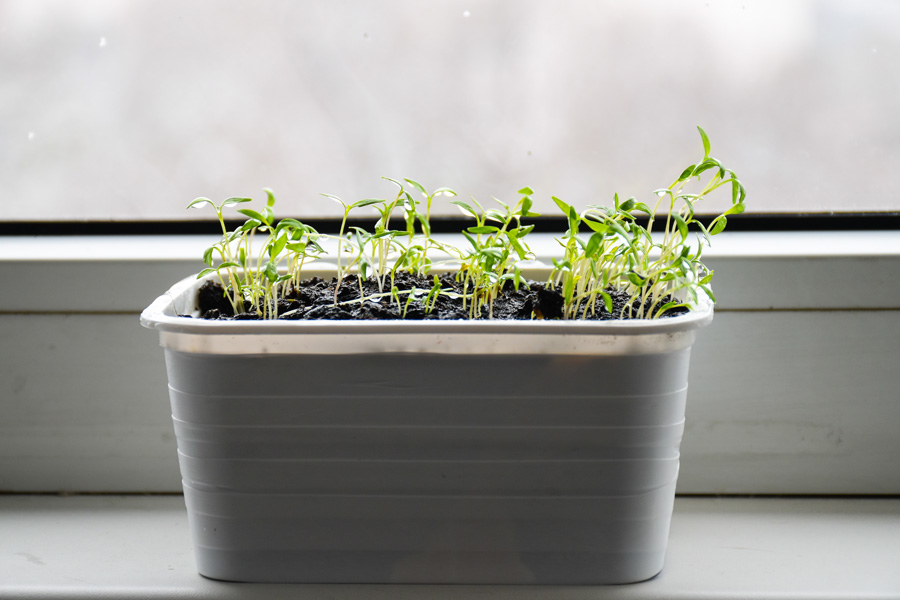 changeplantgrow