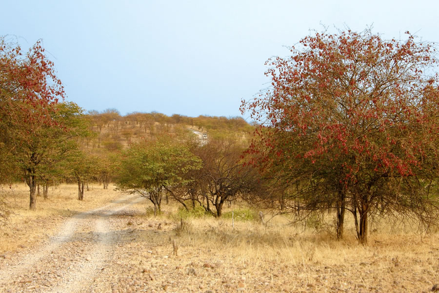 desertroad