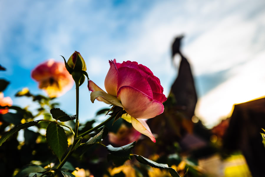 roses