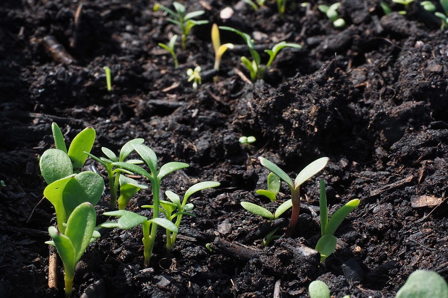 seedlings