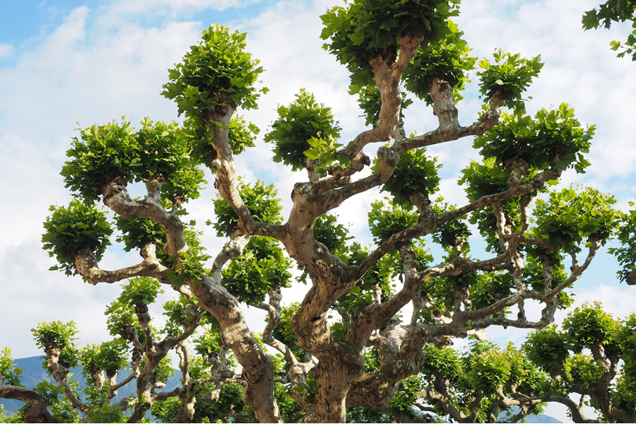 sycamore