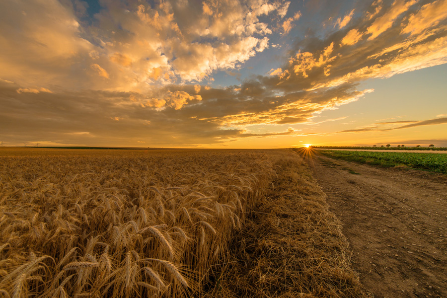 wheatfield